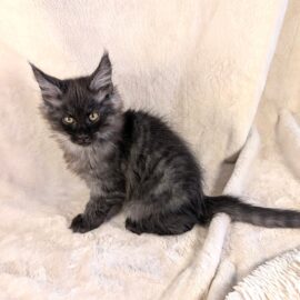 Tony Black Smoke Maine Coon male