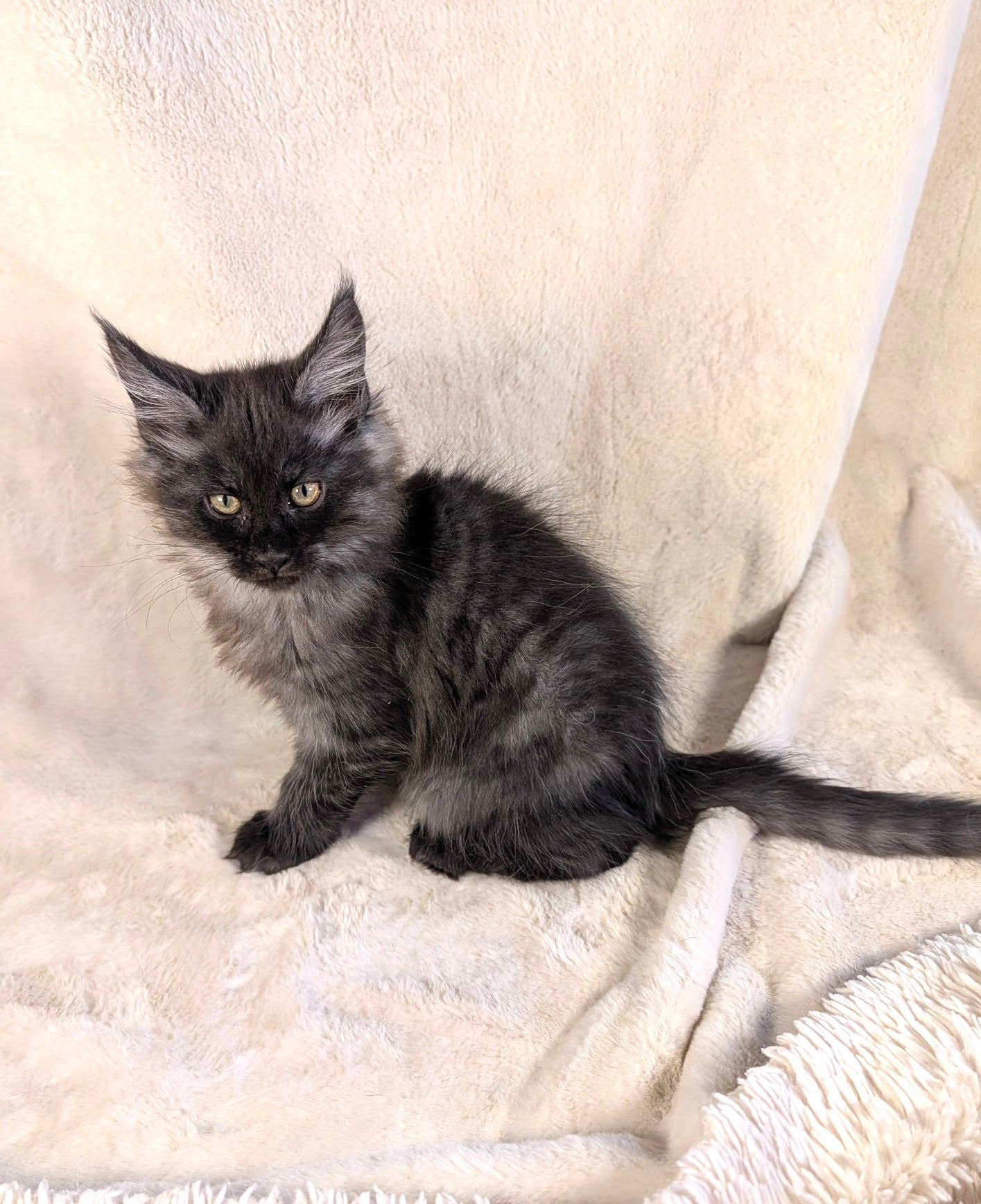 Tony Black Smoke Maine Coon male