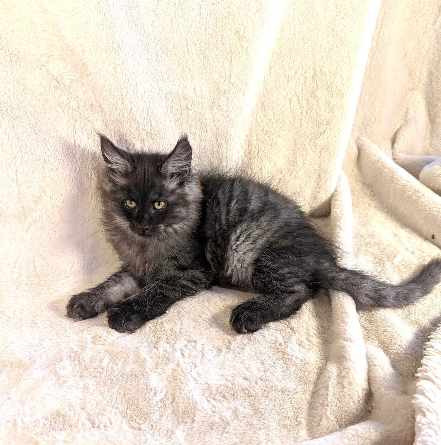 Tony Black Smoke Maine Coon male - Image 2