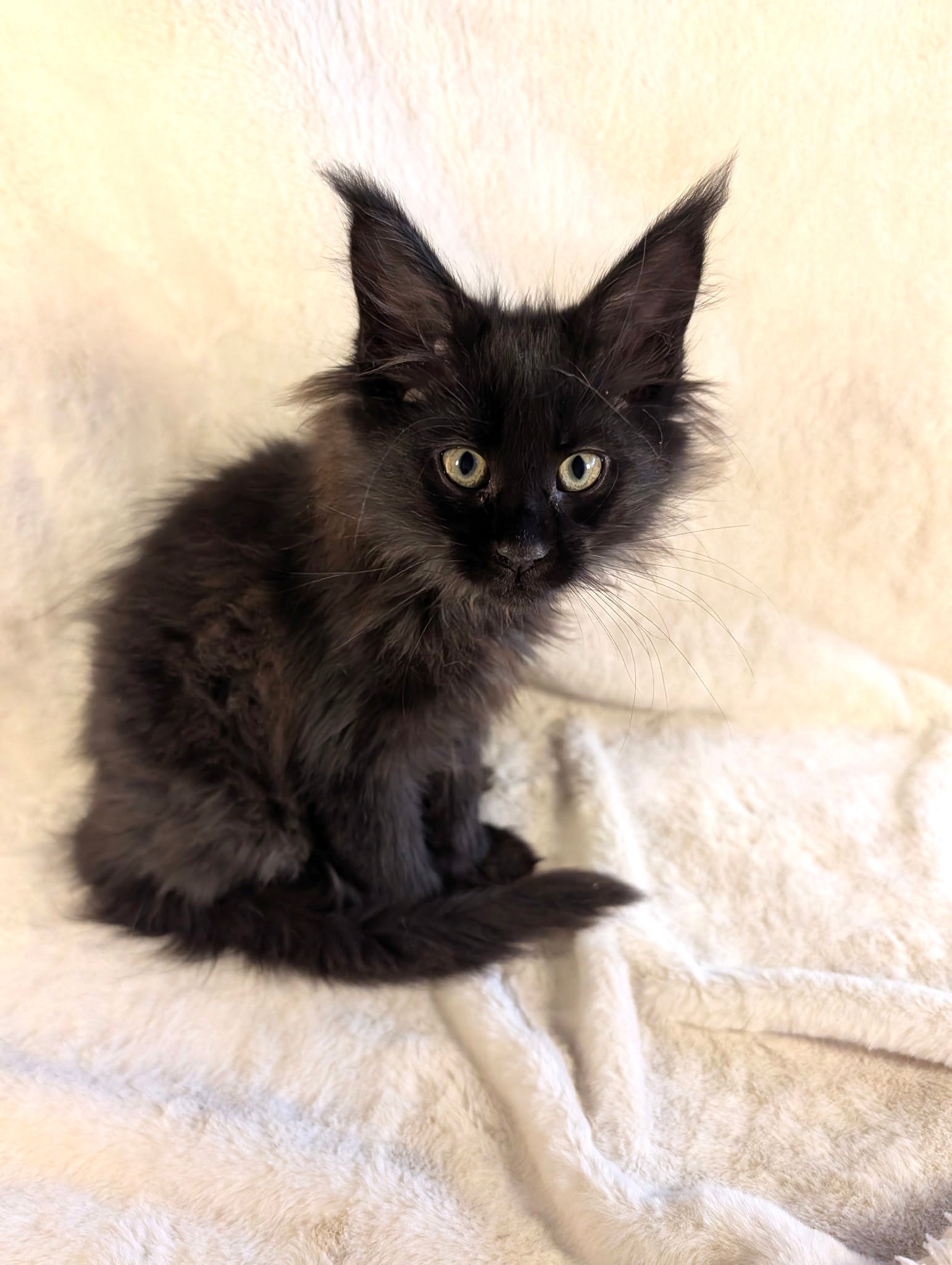 Daisy Black Maine Coon Polydactyl female 1 - Image 3
