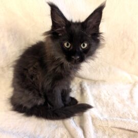 Daisy Black Maine Coon Polydactyl female 1