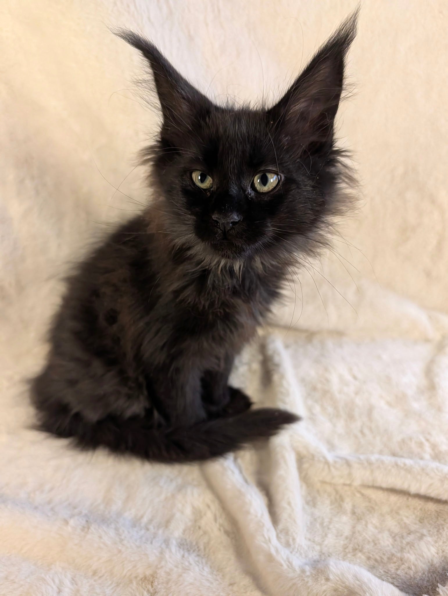 Daisy Black Maine Coon Polydactyl female 1 - Image 2