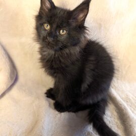 Melanie Black Maine Coon Polydactyl female 2