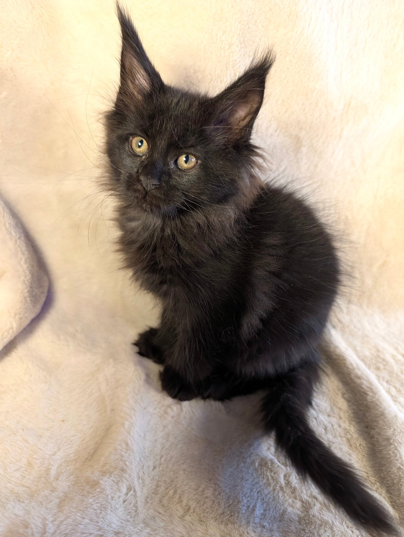 Melanie Black Maine Coon Polydactyl female 2