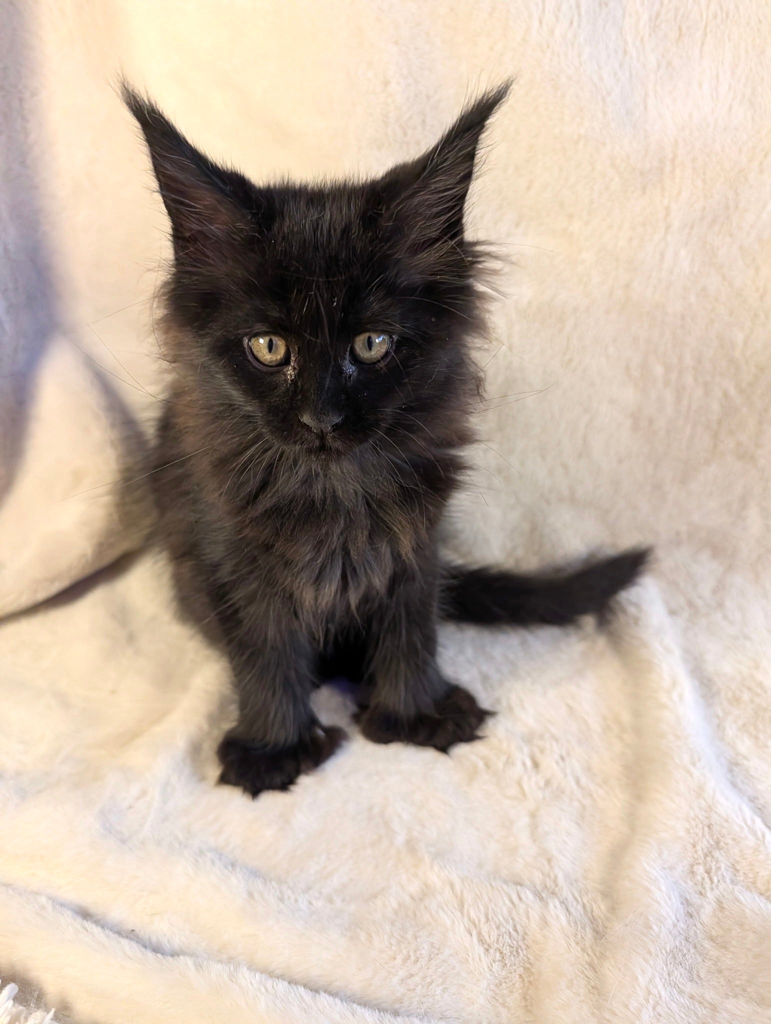 Melanie Black Maine Coon Polydactyl female 2 - Image 2