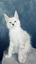 Ottso Black Silver Shaded Maine Coon male - Image 3