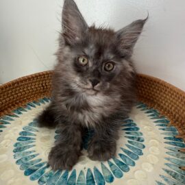 Rita Black Smoke Maine Coon female