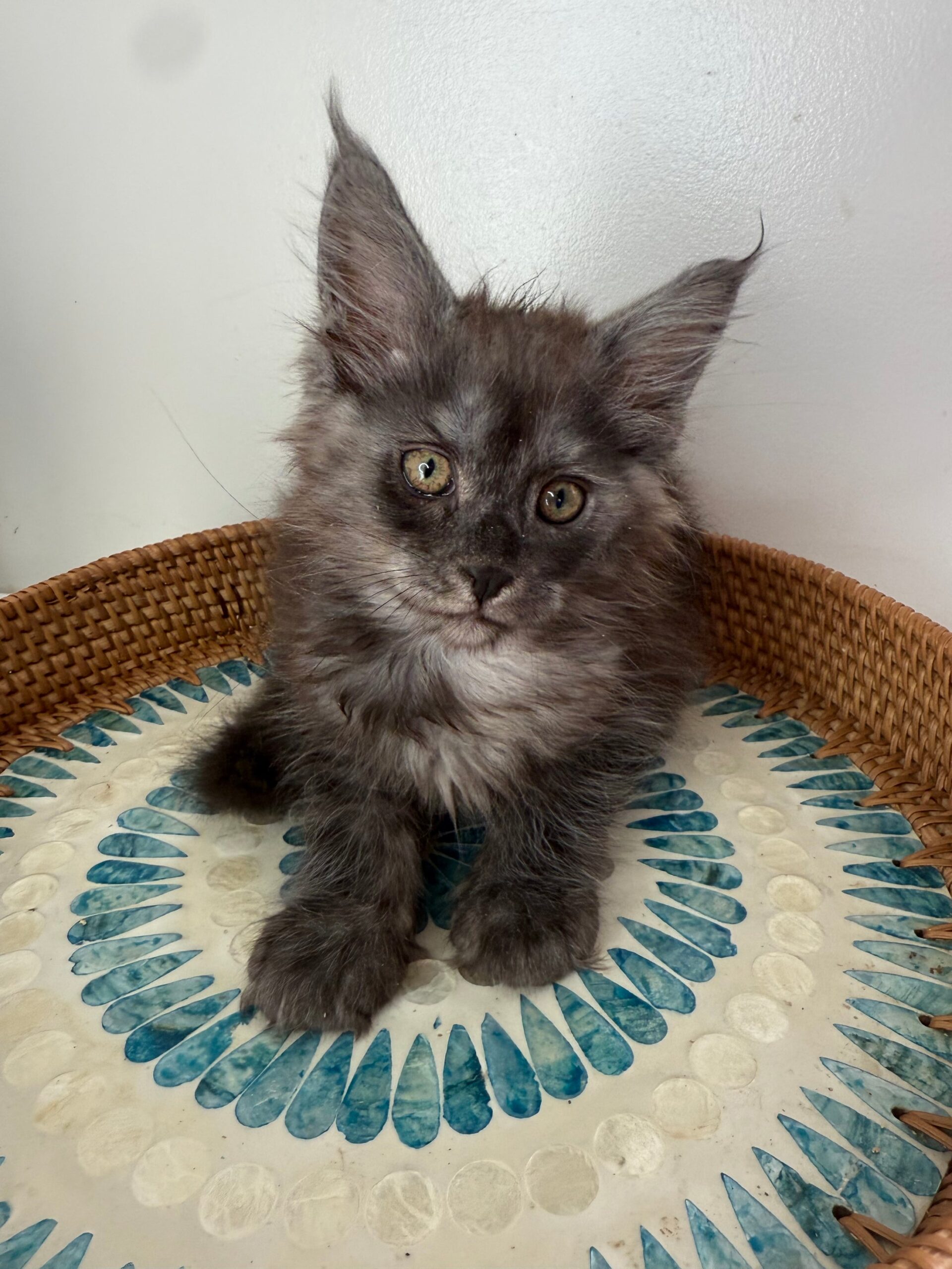 Rita Black Smoke Maine Coon female