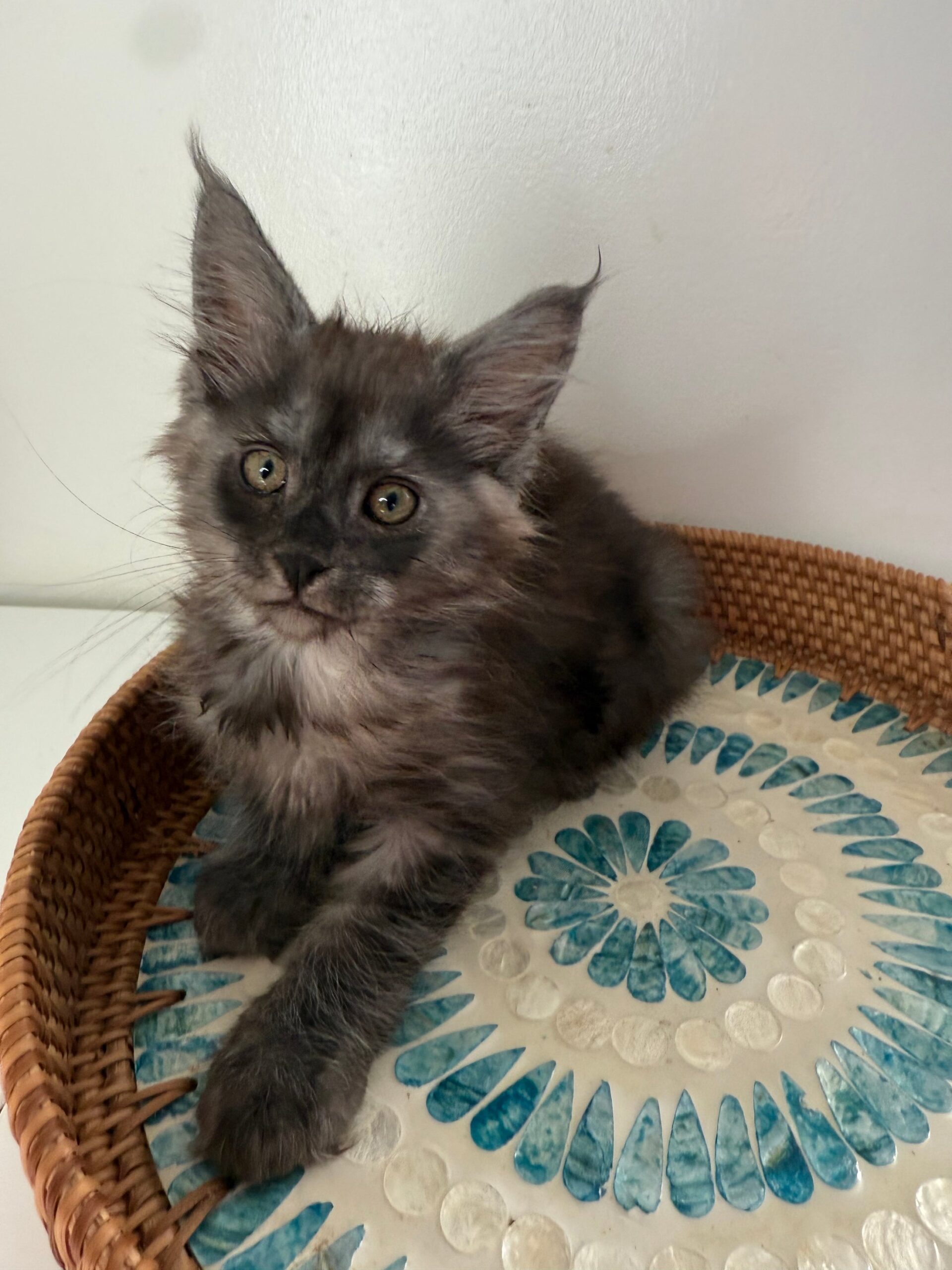 Rita Black Smoke Maine Coon female - Image 2