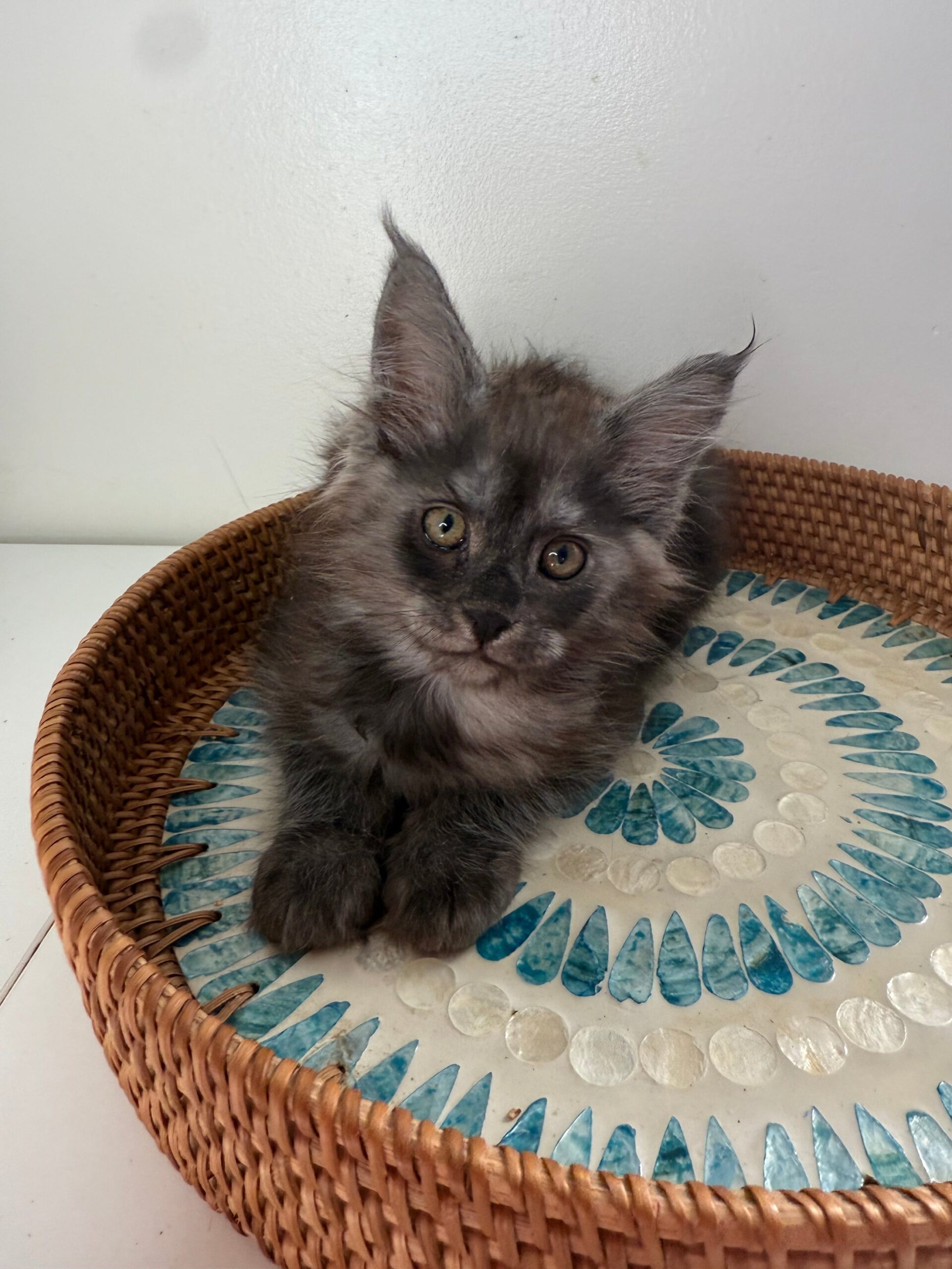 Rita Black Smoke Maine Coon female - Image 3