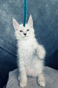 Ottso Black Silver Shaded Maine Coon male - Image 4
