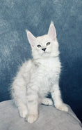 Ottso Black Silver Shaded Maine Coon male - Image 5