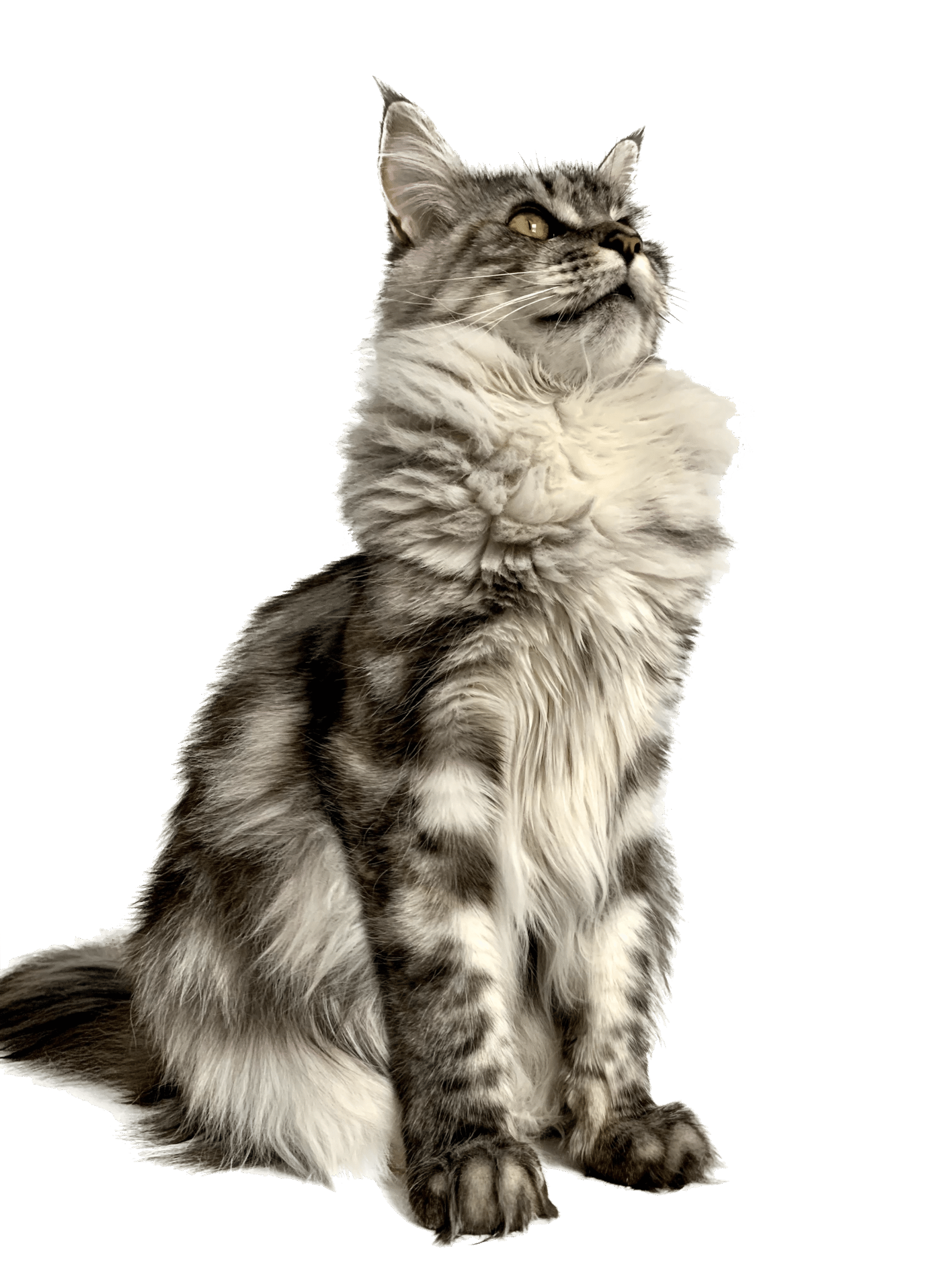 chat-maine-coon-quebec-copy