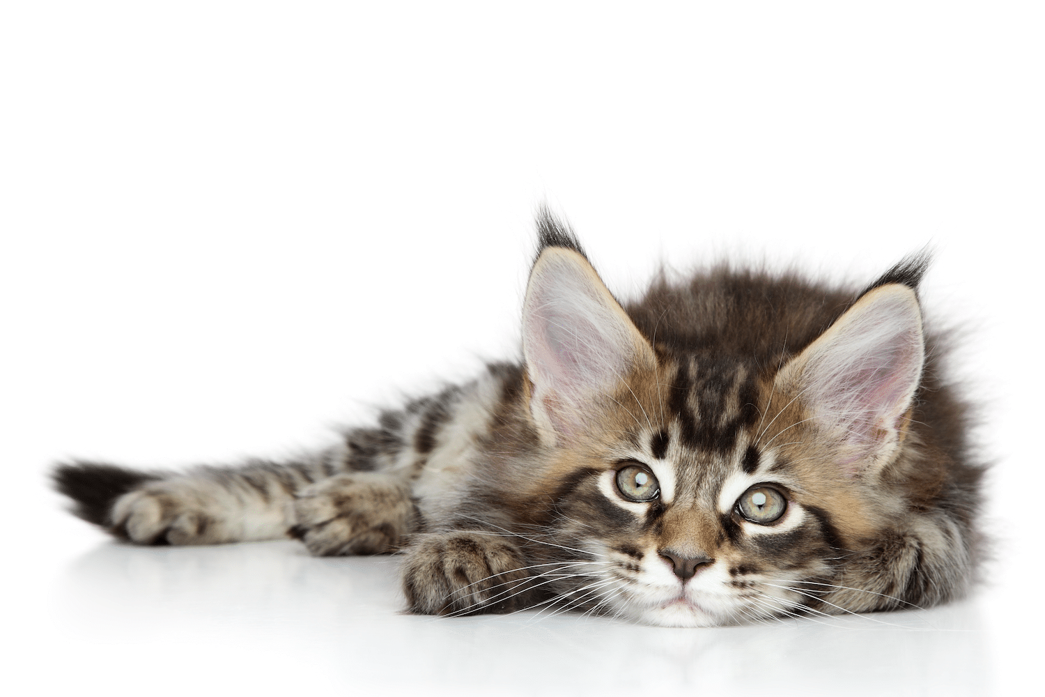 main-coon-a-vendre