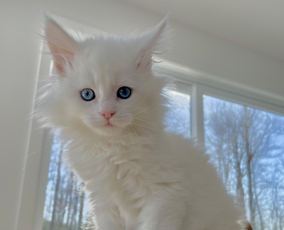 maine-coons-blog